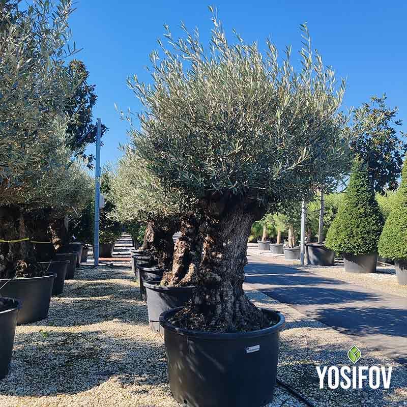 Маслина Европеа Бонсай 3 Вида