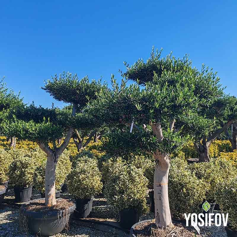 Маслина Европеа Бонсай 3 Вида