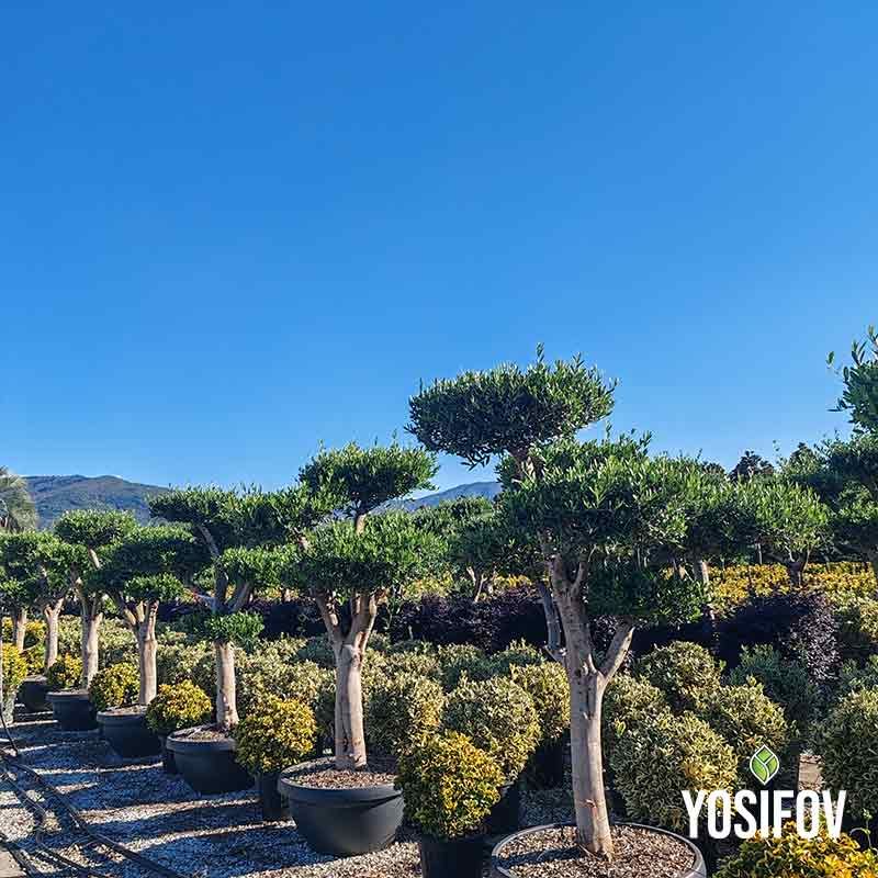Маслина Европеа Бонсай 3 Вида