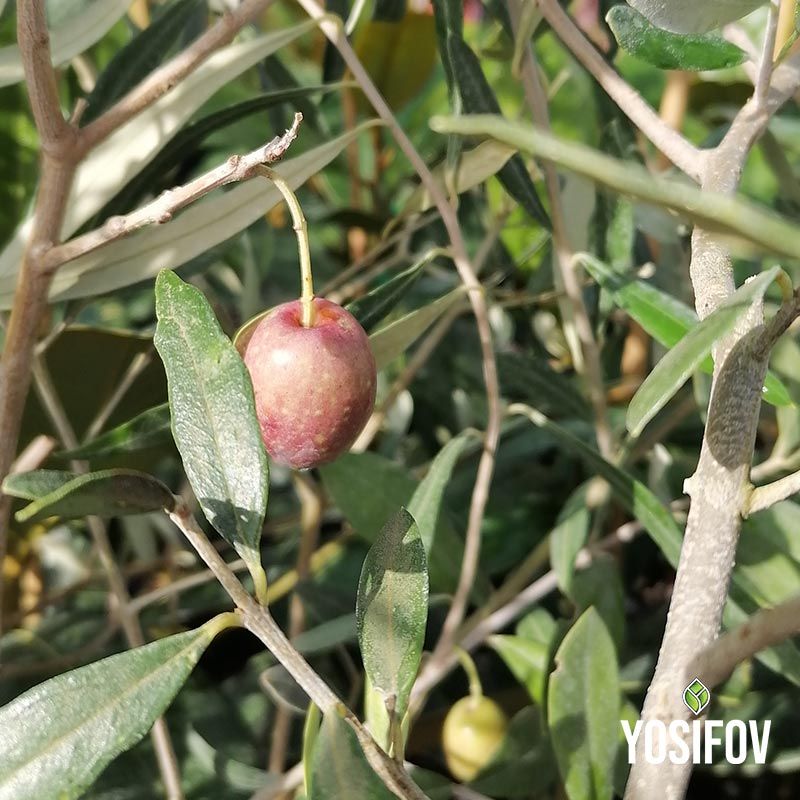 Маслина европея от разсадник