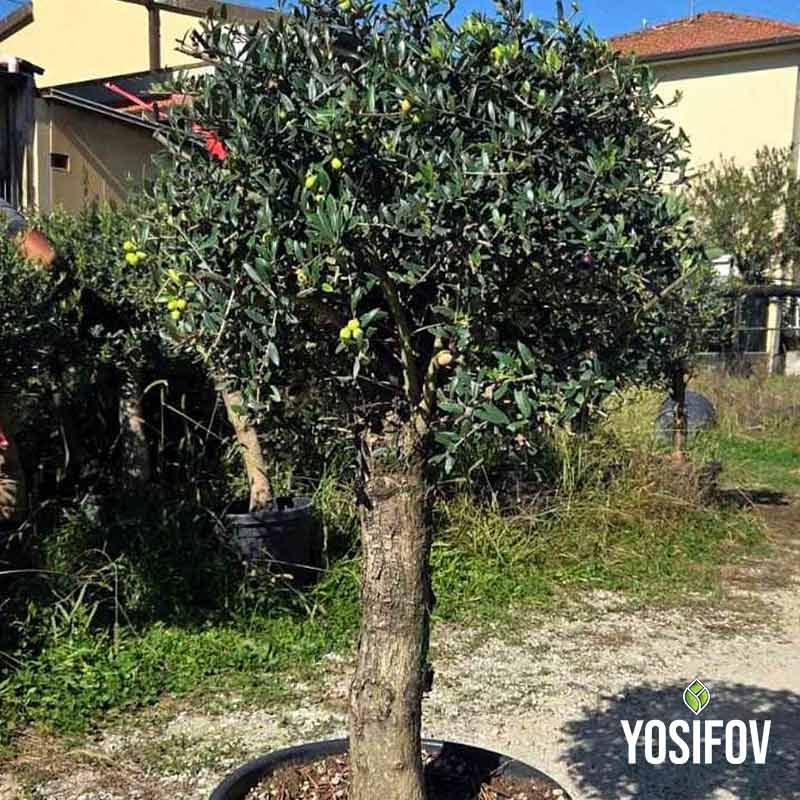 Маслиново дръвче в саксия