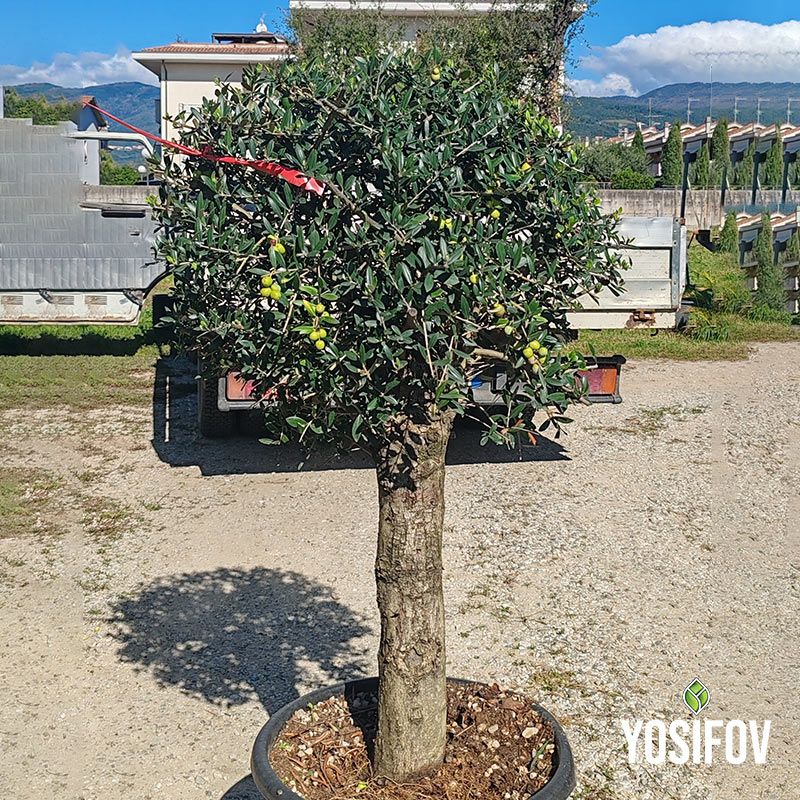 Маслиново дръвче в черан саксия от разсадник йосифов