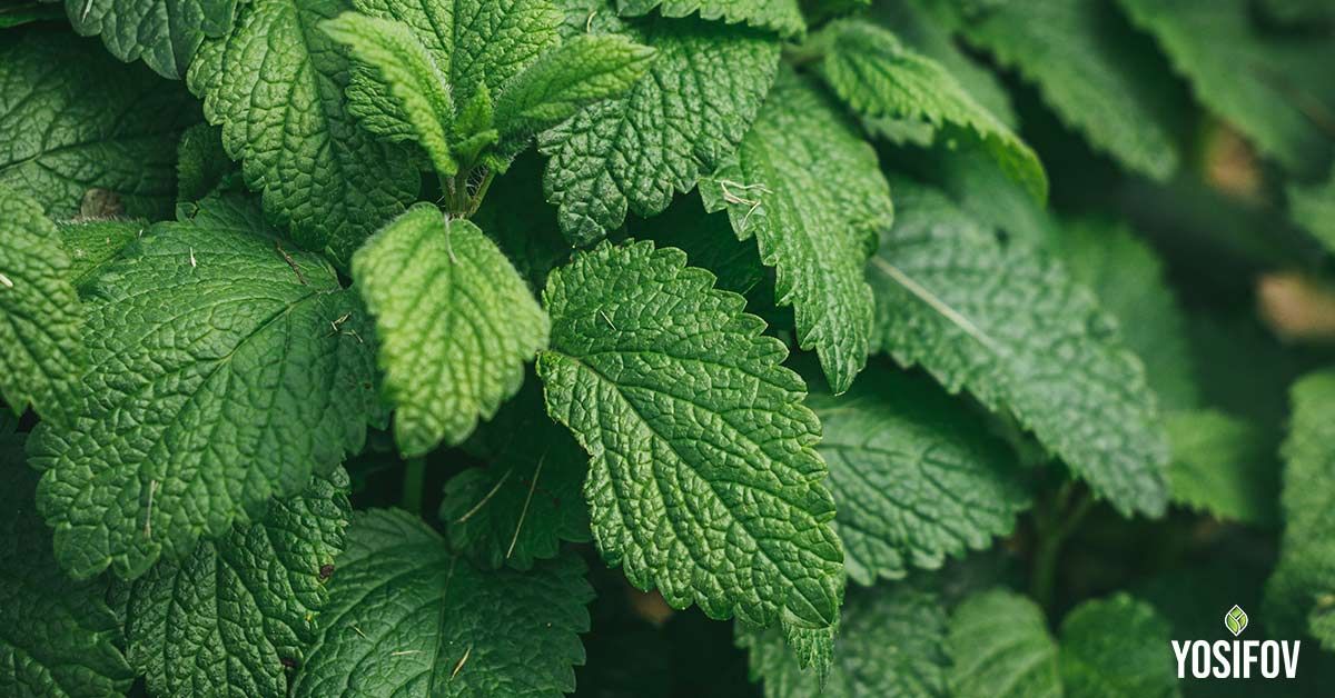 Мента против насекоми