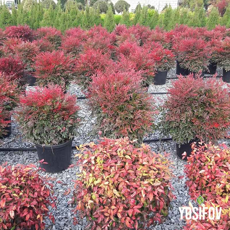 Нандина blush pink в саксии