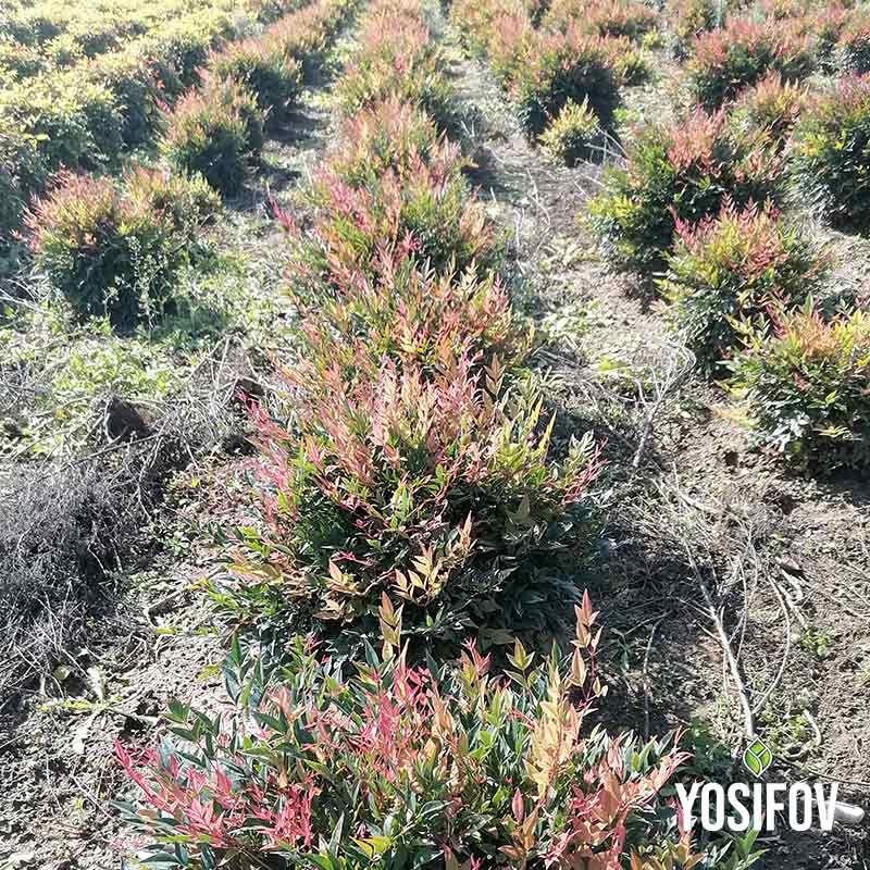 Нандина: Свещен бамбук от разсадник Йосифов