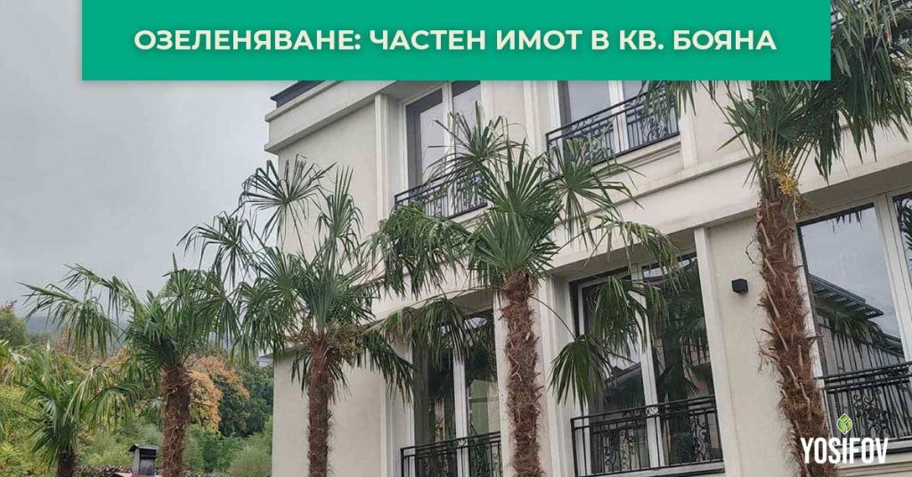 Проект за озеленяване на частен имот в Бояна: Елегантност и екзотика с „Разсадник Йосифов“