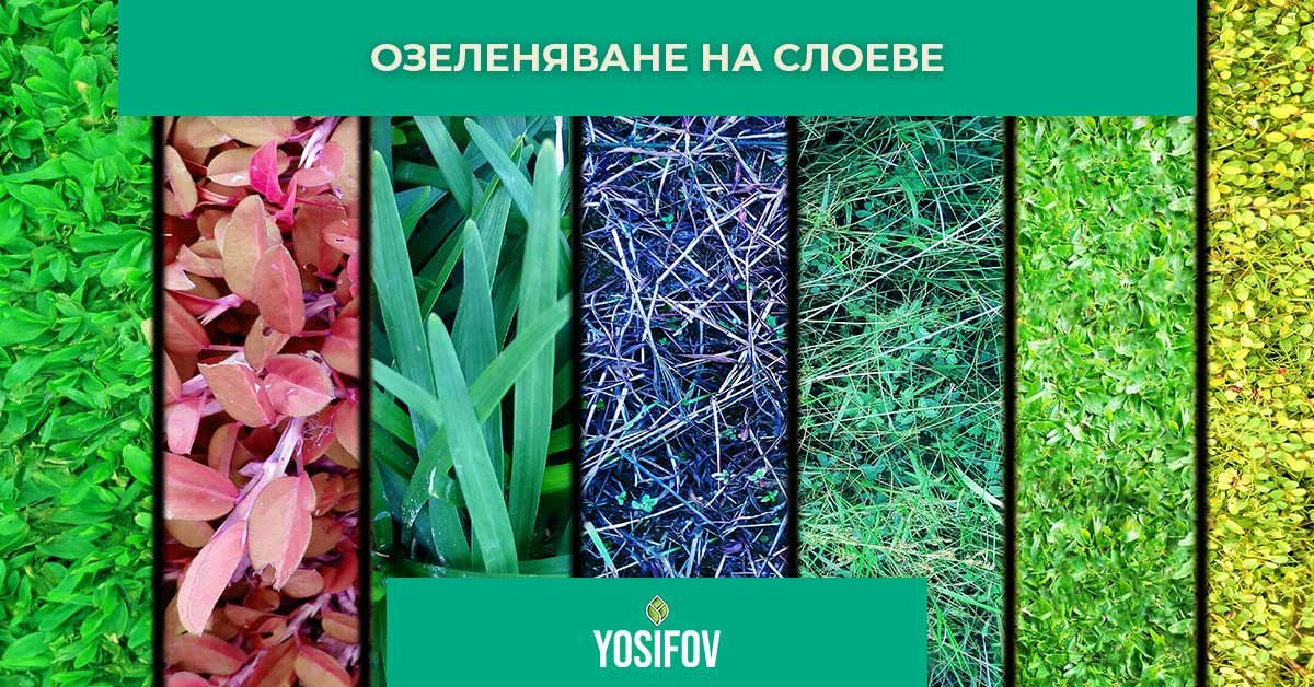 Подреждане на растения на слоеве при озеленяване