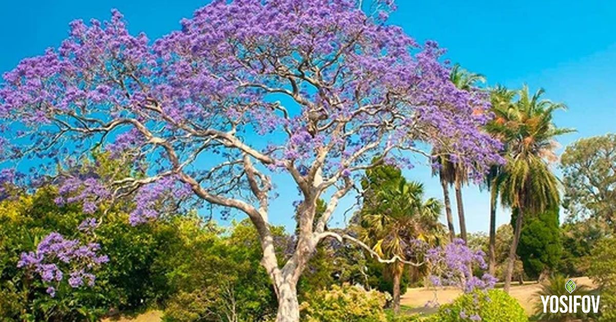 Пауловния (Paulownia tomentosa) за солитерно растения на двора