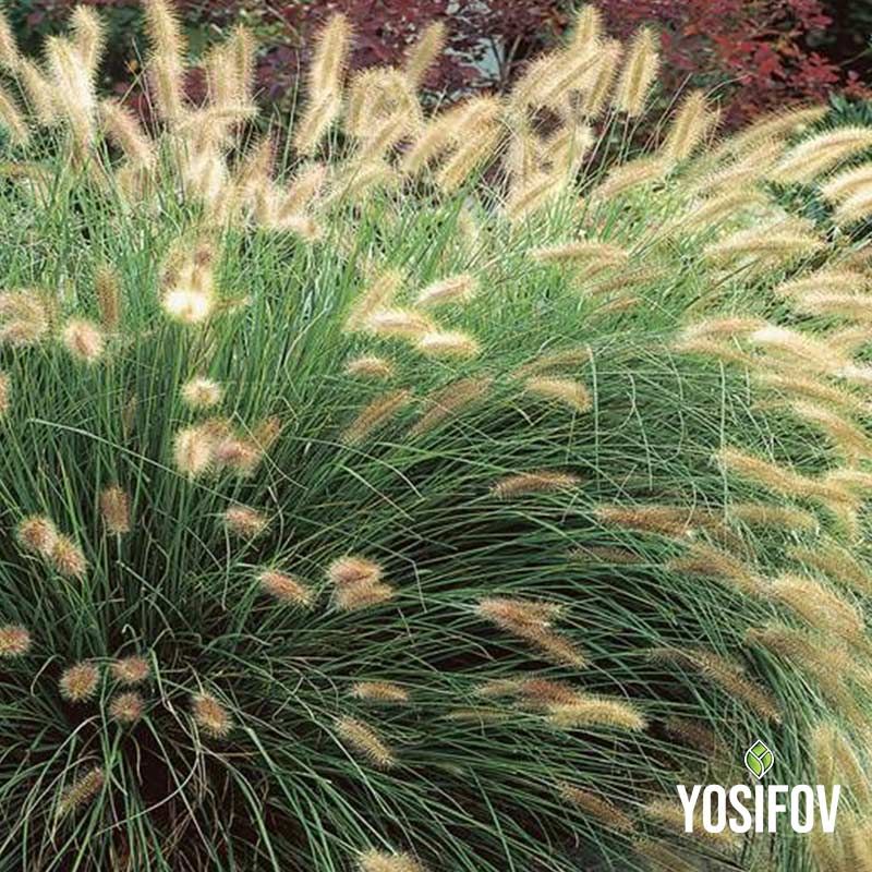 Декоративна трва пенисетум