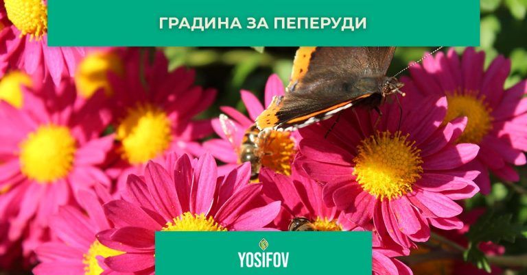 Градина привличаща пеперуди: Стил в озеленяване