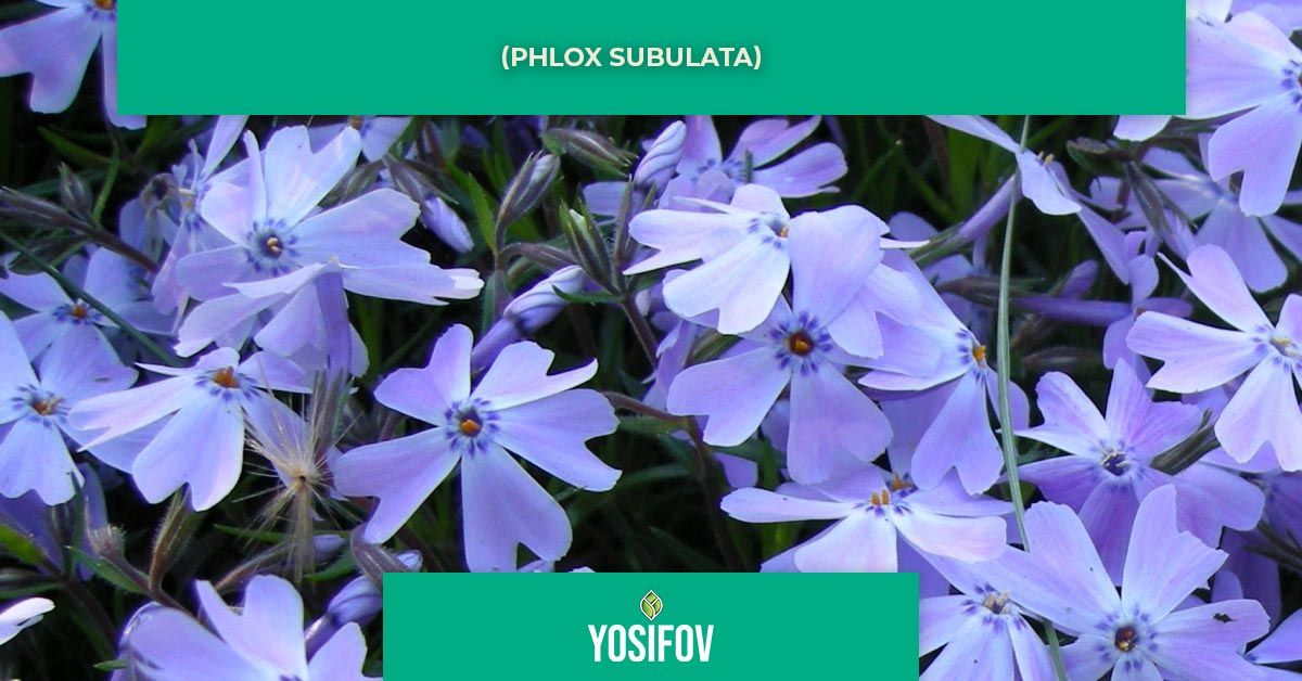 Пълзящ флокс (Phlox subulata)
