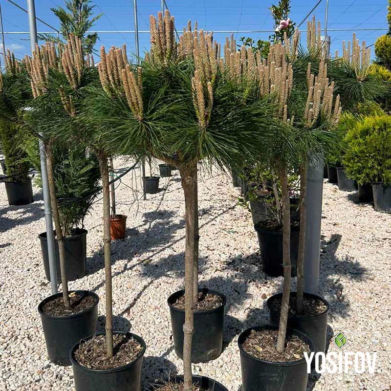 Пинус Брепо в саксии от разсадник Йосифов