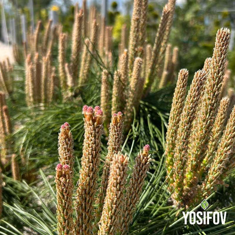 Пинус Брепо в близък план