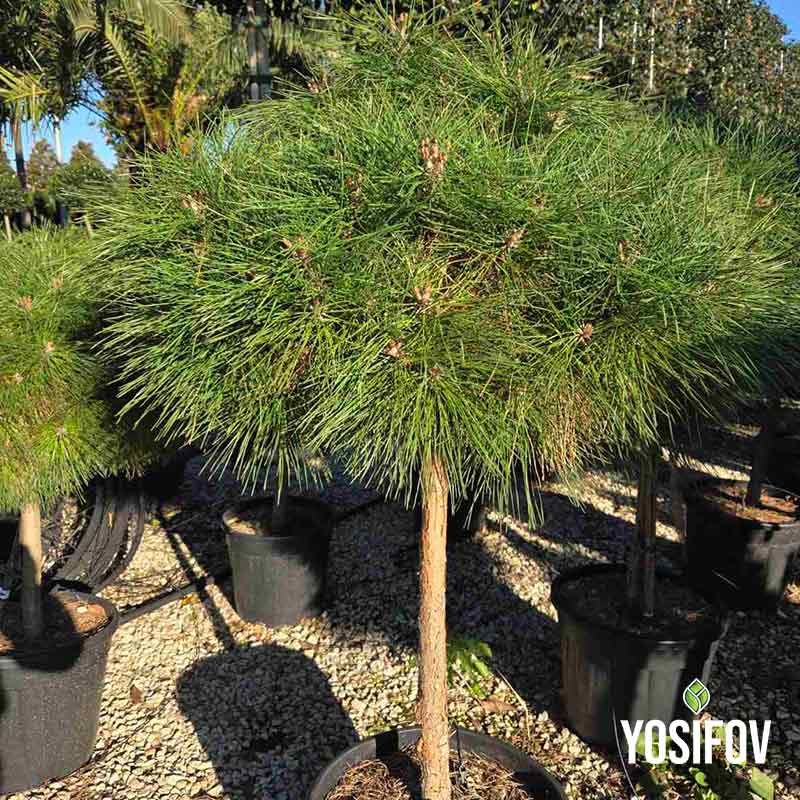 Пинус Брепо от Разсадник Йосифов