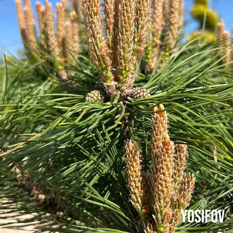 Пинус Брепо сниман от близко