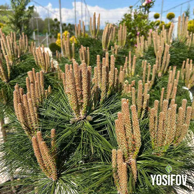 Пинус Брепо на най-добри цени от разсадник Йосифов