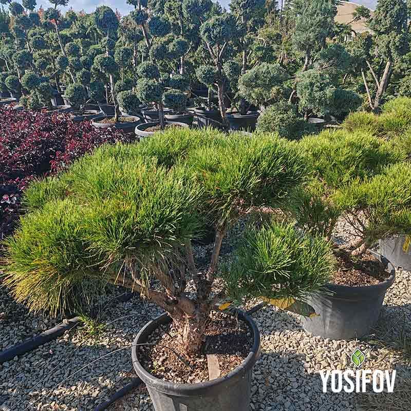 Клек бонсай