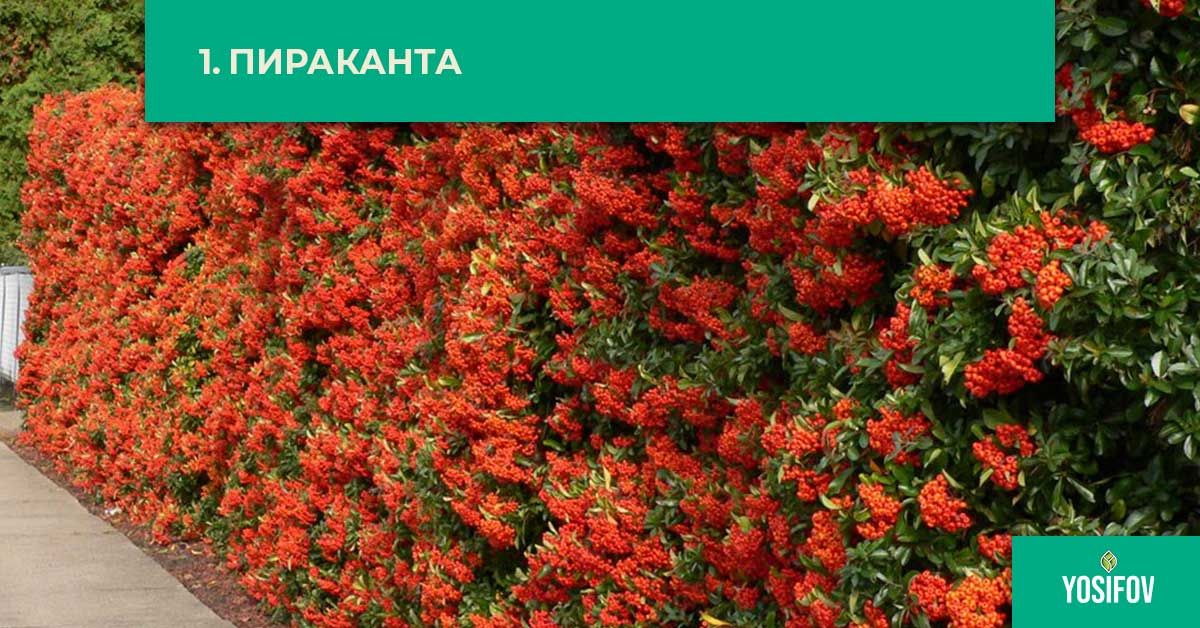 Пираканта за озеленяване и създаване на жив плет