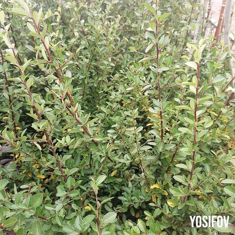 Млада Пираканта засадена като жив плет в Разсадник Йосифов, показваща свежа зелена растителност и характерен храстовиден растеж