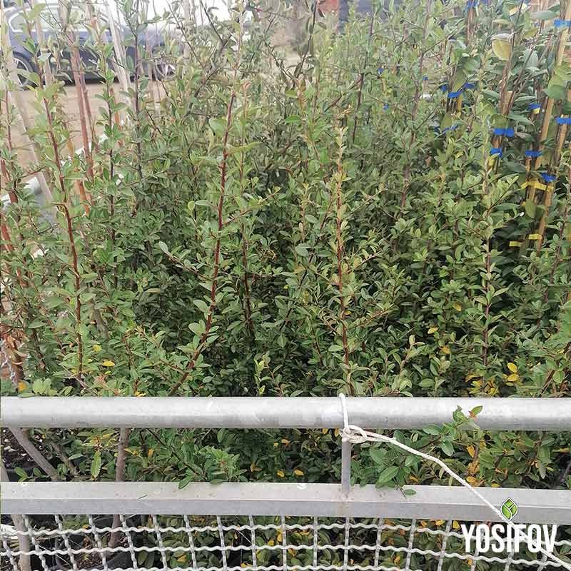 Пираканта формирана като зелена стена в Разсадник Йосифов, демонстрираща възможности за естествено ограждане