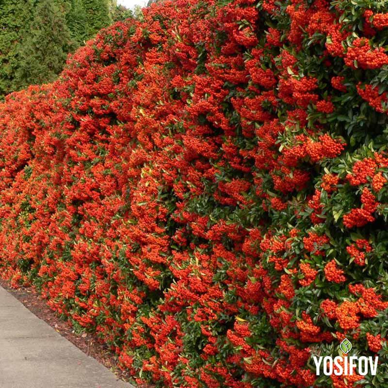 Цъфтяща Пираканта с ярко оранжеви плодове използвана за декоративен жив плет от Разсадник Йосифов