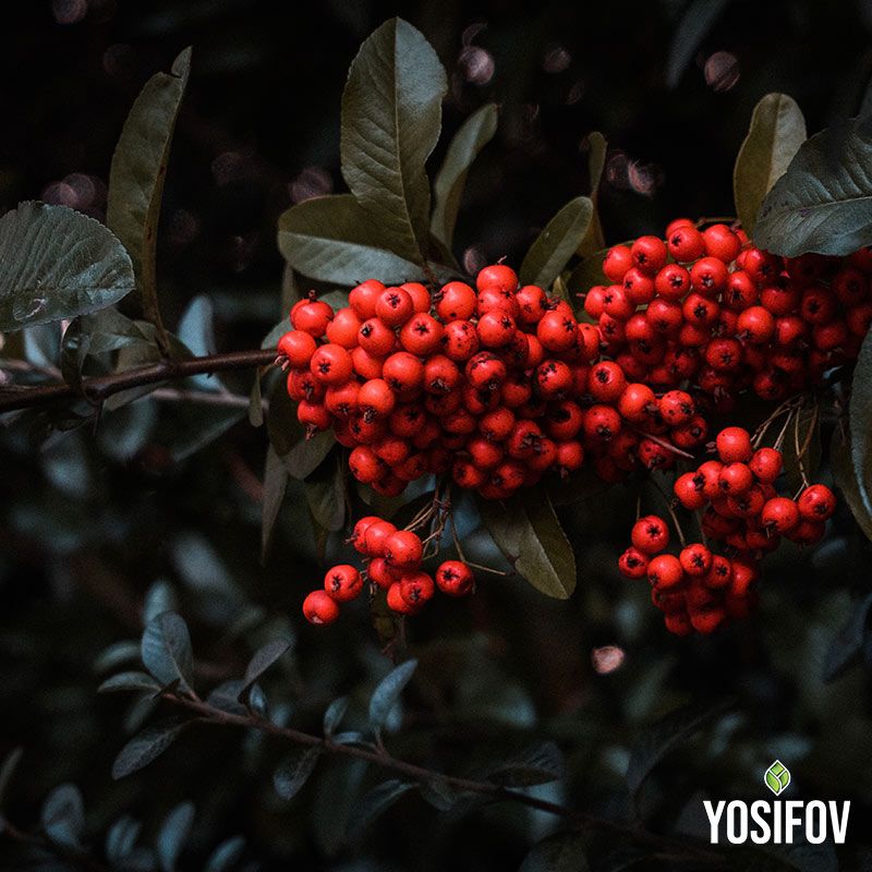 Декоративни червени плодове на Пираканта от Разсадник Йосифов, подходяща за зелена стена и жив плет