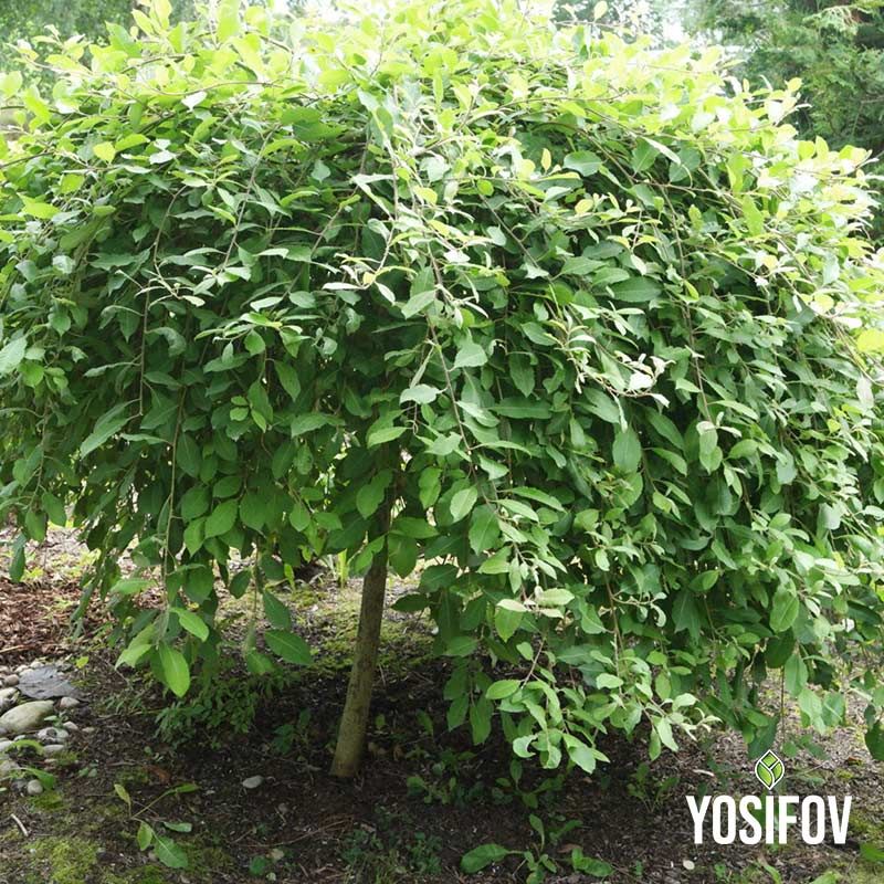 Декоративна плачеща върба на най-добри цени от разсадник Йосифов