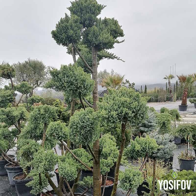 Зелен Пон-Пон Лейлански кипарис, професионално оформен като топка за градинска декорация