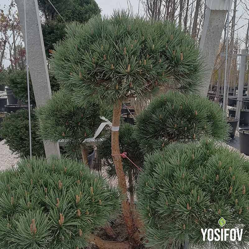 Декоративно топиари Пон-Пон Аризона със сиво-син цвят, оформено в перфектна сфера