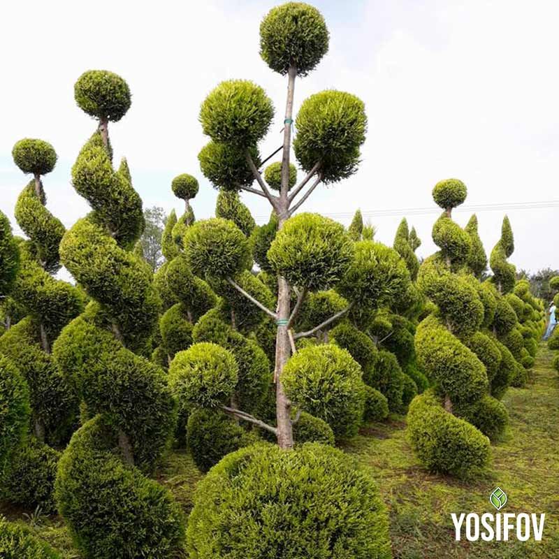 Пон-пон кипарис от разсадник Йосифов