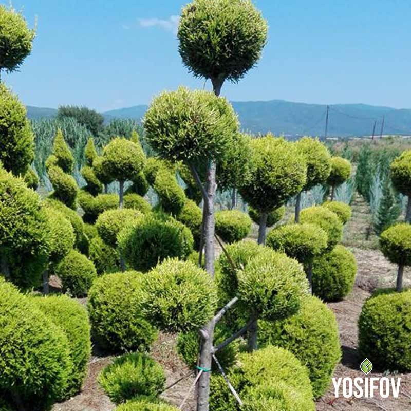 Декоративен Пон-Пон Лейланди Голд Крест със зелено-златист цвят, оформен в топка