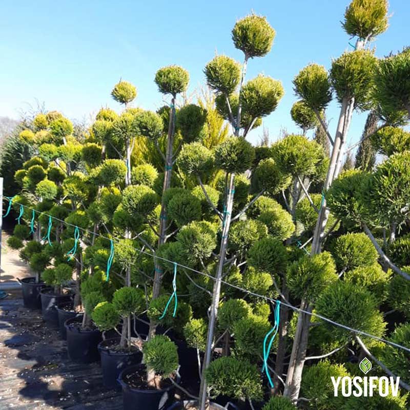 Елегантно оформено кълбовидно топиари от Пон-Пон Лейланди Голд Крест със зелено-жълти иглички