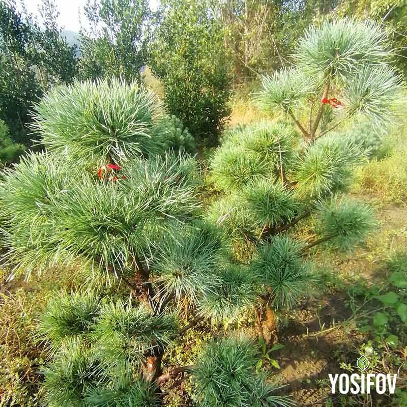 Градинско топиари от жълт Лимонокипарис Пон-Пон с прецизна сферична форма