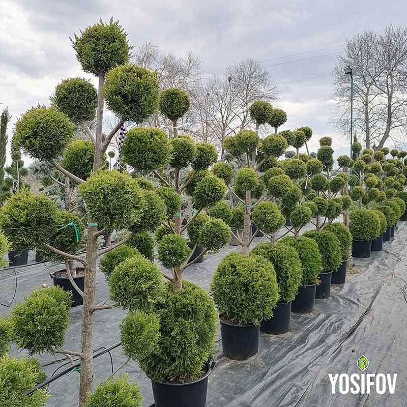 Пон-Пон Аризона топиари с уникален сиво-син оттенък и перфектна кръгла форма