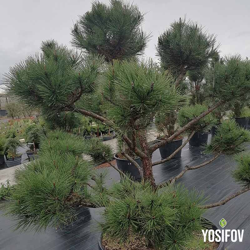 "Изящно оформено сферично топиари от зелен Пон-Пон Лейлански за градински дизайн