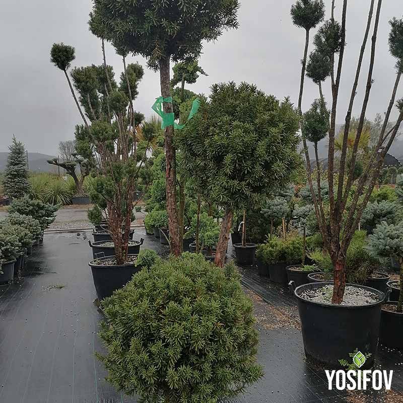 Сферично оформен Пон-Пон Аризона с характерен сиво-син цвят за модерна градина