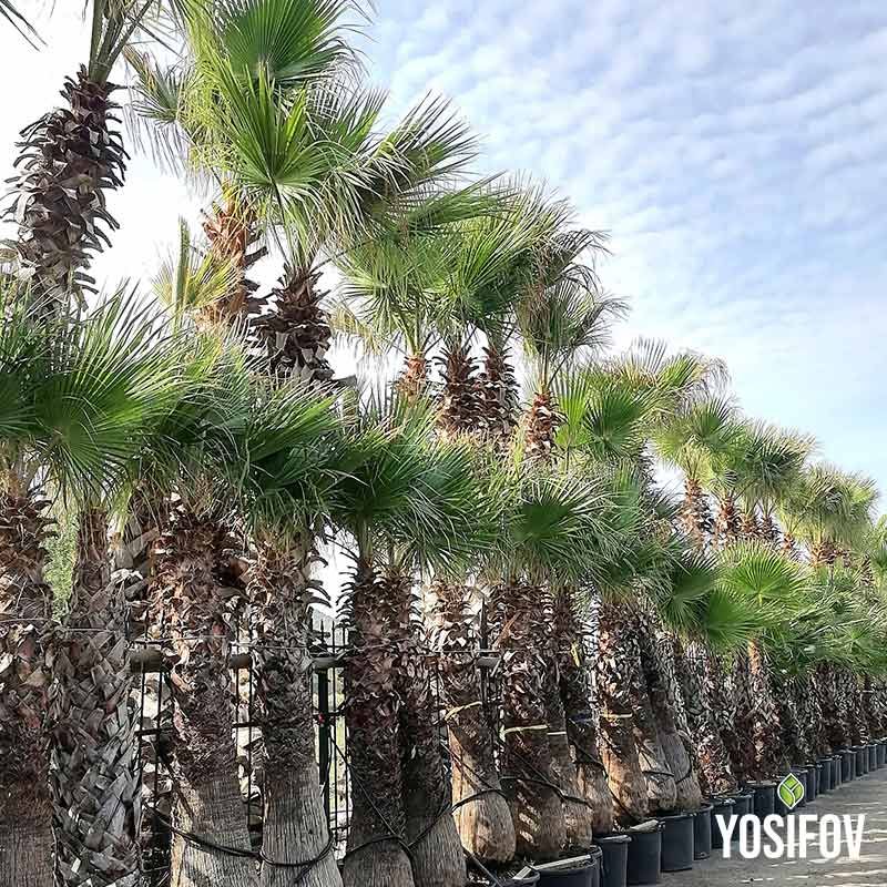 Палма Вашингтон: Продукт от разсадник Йосифов