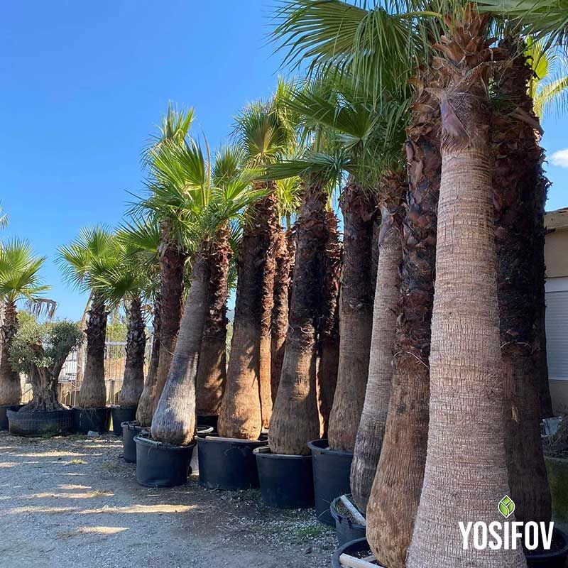 Палма Вашингтон: Продукт от разсадник Йосифов