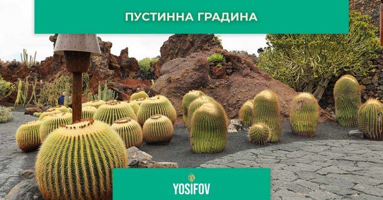 Пустинен стил озеленяване