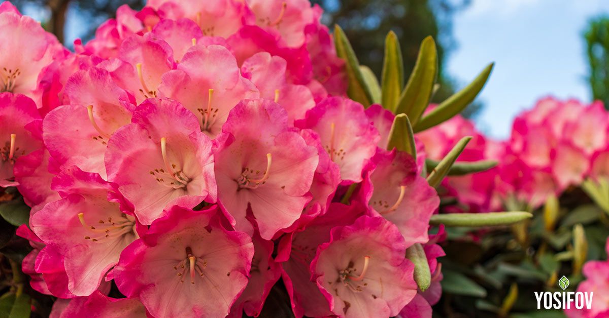 Рододендрон за сенчести места в градината