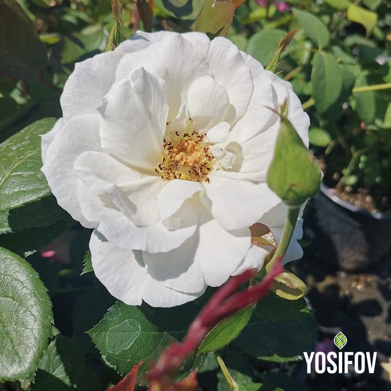 Храстовидни Рози (Rosa)