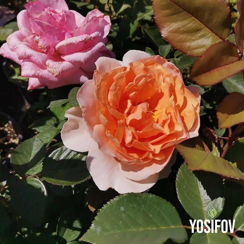 Двойка елегантни храстовидни рози - нежно розова и прасковено оранжева с богати наслоени венчелистчета, специална селекция на разсадник Йосифов