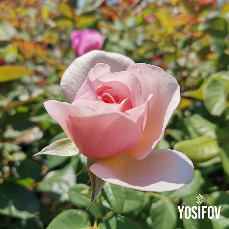 Деликатна светлорозова храстовидна роза в процес на разцъфтяване, показваща изящната структура на цвета, от колекцията на разсадник Йосифов