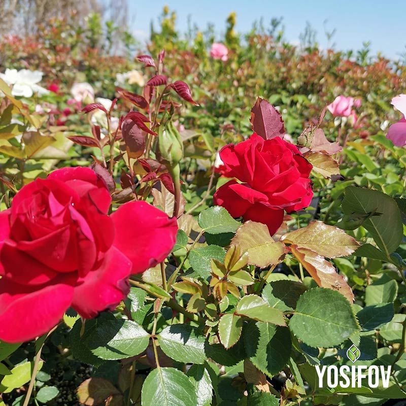 Яркочервени храстовидни рози с наситен цвят и блестящи листа, демонстриращи здравината на сортовете от разсадник Йосифов