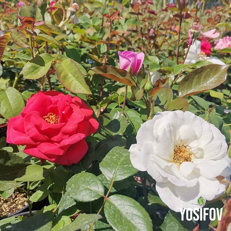 Контрастна композиция от бяла и червена храстовидна роза с характерното за разсадник Йосифов високо качество на цветовете