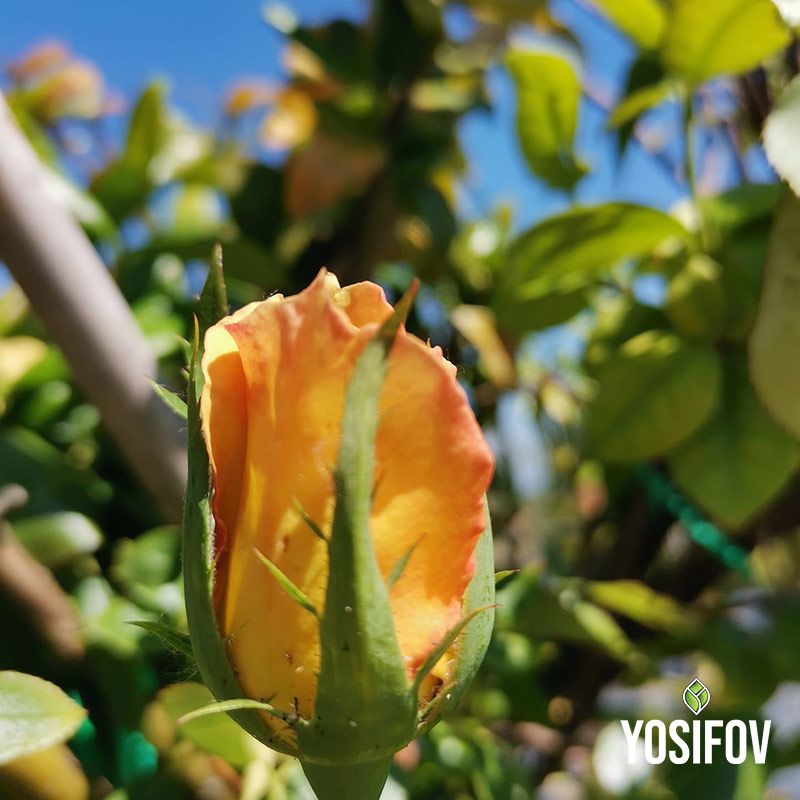 Оранжево-жълт пъпка на храстовидна роза, разкриваща потенциала за разцъфтяване, селекция на разсадник Йосифов