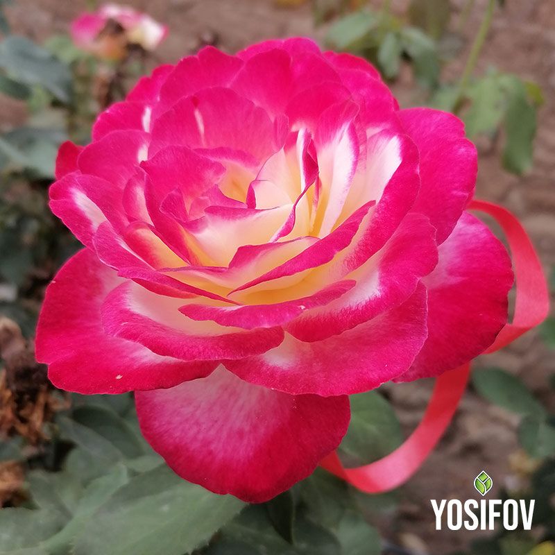 Наситено розова храстовидна роза с класическа форма и спираловидно подредени венчелистчета, отгледана в разсадник Йосифов