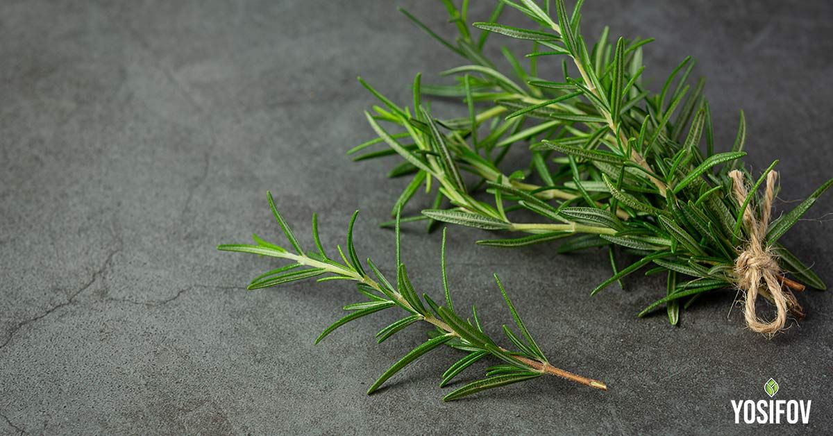 Розмарин: Прогонва комари