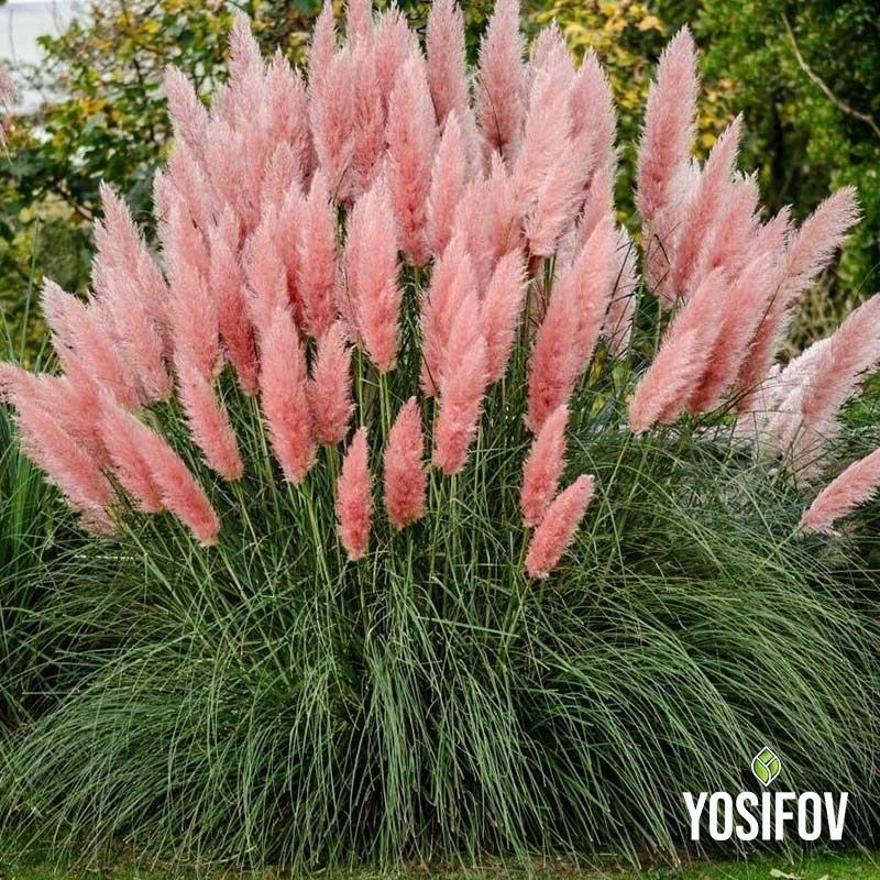 Розова пампаска трева от Разсадник Йосифов