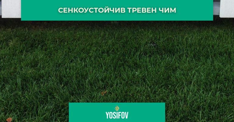 Тревен чим за устойчив на сянка